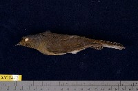 藏品(黃腹琉璃)的圖片